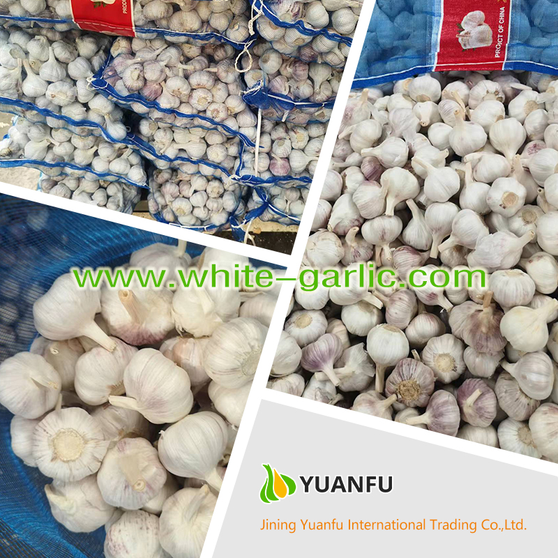 garlic suppliers garlic suppliers